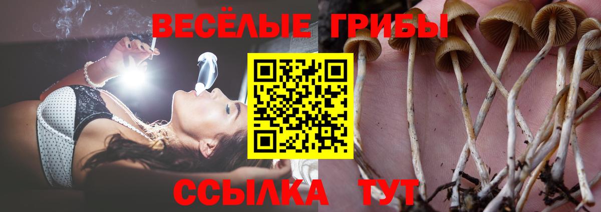 Псилоцибиновые грибы Psilocybe Краснокаменск